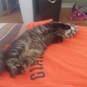 Meet your Posher, Orlando